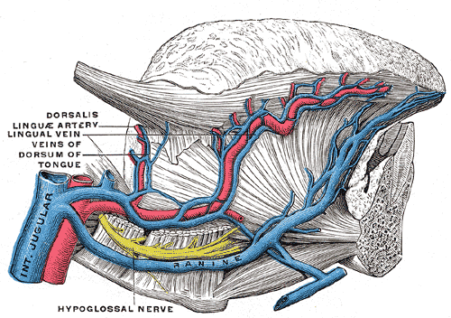 Veins of the tongue. The hypoglossal nerve has been displaced downward in this preparation.