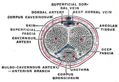 The penis in transverse section, showing the blood vessels.