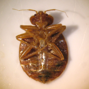 Ventral view of the specimen in Figure 2. Adapted from CDC