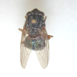 Adult of Dermatobia hominis, the human bot fly. Image taken from a specimen courtesy of the Georgia Museum of Natural History, University of Georgia, Athens, GA. Adapted from CDC