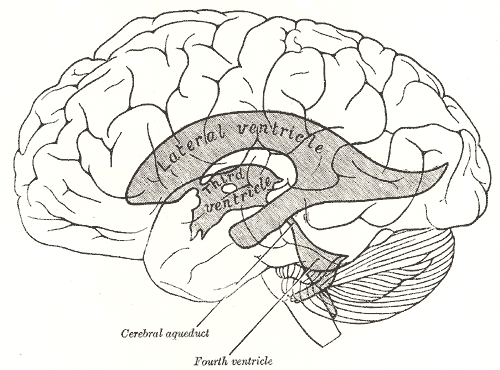 Scheme showing relations of the ventricles to the surface of the brain.