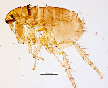 The cat flea, C. felis. Image courtesy of Parasite and Diseases Image Library, Australia (http://www.padil.gov.au/). Adapted from CDC