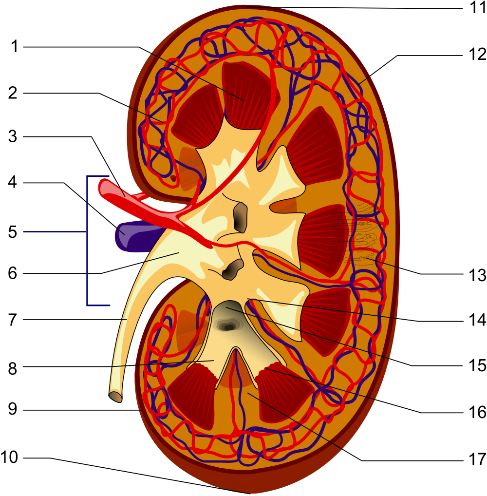 kidney-wikidoc