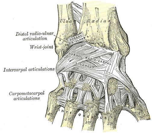 Musculoskeletal problems of the wrist and hand anatomy - wikidoc