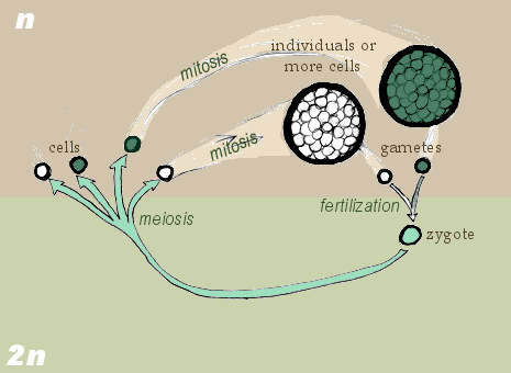 File:Zygotic meiosis.png