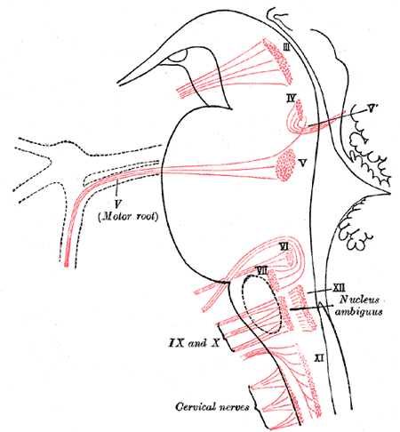 Nuclei of origin of cranial motor nerves schematically represented; lateral view.
