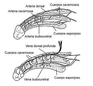 Arteries and veins of the penis (Spanish)