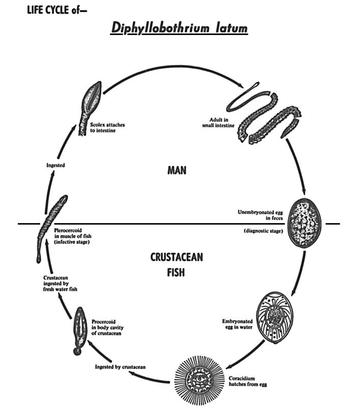 Diagram depicts the various stages in the life cycle of the tapeworm Diphyllobothrium latum, a cestode. Source: Public Health Image Library (PHIL). [3]