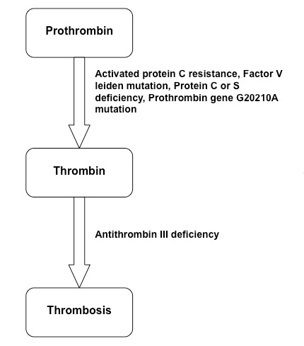 File:Figure thrombophilia mechanism.jpg