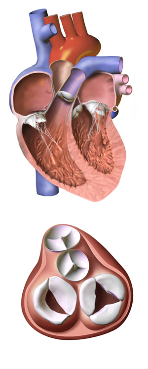 File:Heart valves.png