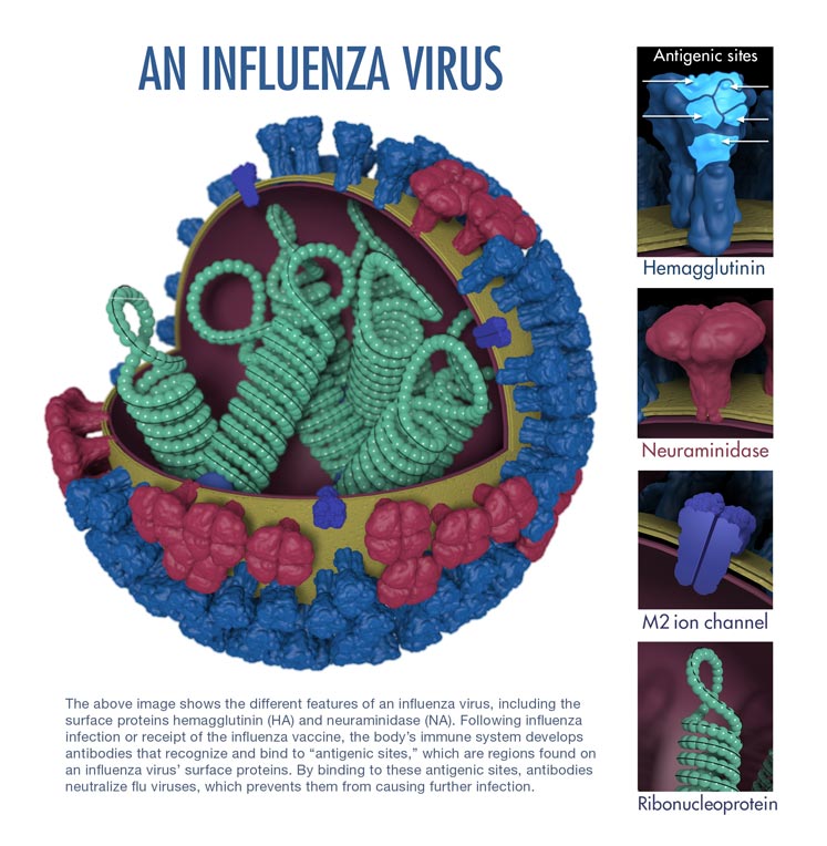 File:Influenza virus structure.jpg