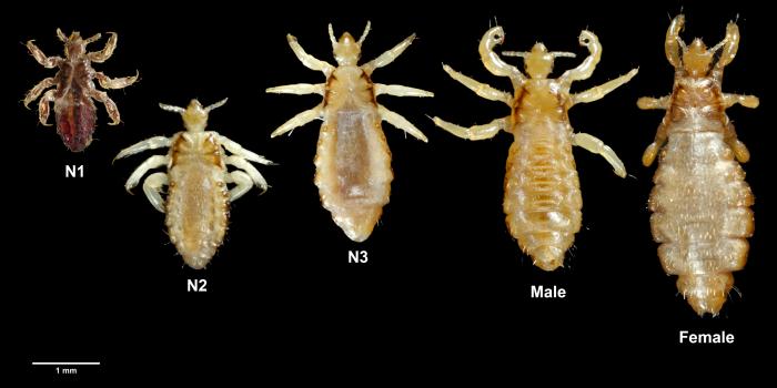 This 2006 image depicted five body lice, Pediculus humanus var. corporis, which from left to right included three nymphal-staged lice, beginning with a stage N1, then N2, and thirdly a N3-staged nymph, followed by an adult male louse, and finally an adult female louse. Lice are parasitic insects that can be found on people's heads, and bodies, including the pubic area. Human lice survive by feeding on human blood. Lice found on each area of the body are different from each other. The three types of lice that live on humans are: Pediculus humanus capitis (head louse), Pediculus humanus corporis (body louse, clothes louse) and Phthirus pubis ("crab" louse, pubic louse). Only the body louse is known to spread disease. Lice infestations are spread most commonly by close person-to-person contact. Dogs, cats, and other pets do not play a role in the transmission of human lice. Lice move by crawling; they cannot hop or fly. Both over-the-counter and prescription medications are available for treatment of lice infestations. Adapted from CDC