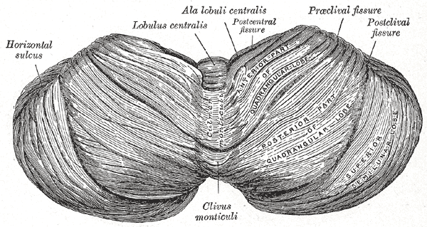 Upper surface of the cerebellum.