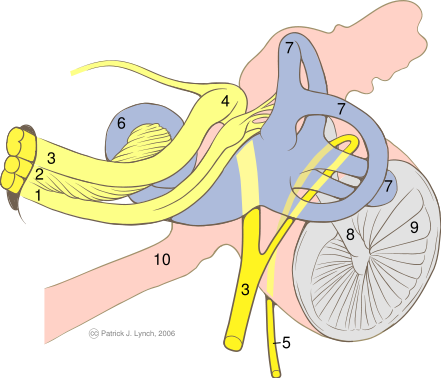 Ear internal anatomy