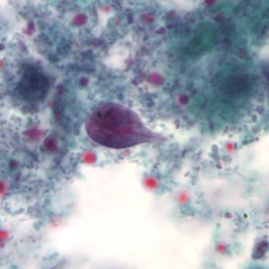 G. duodenalis trophozoite stained with trichrome. Adapted from CDC