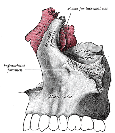 Articulation of nasal and lacrimal bones with maxilla.