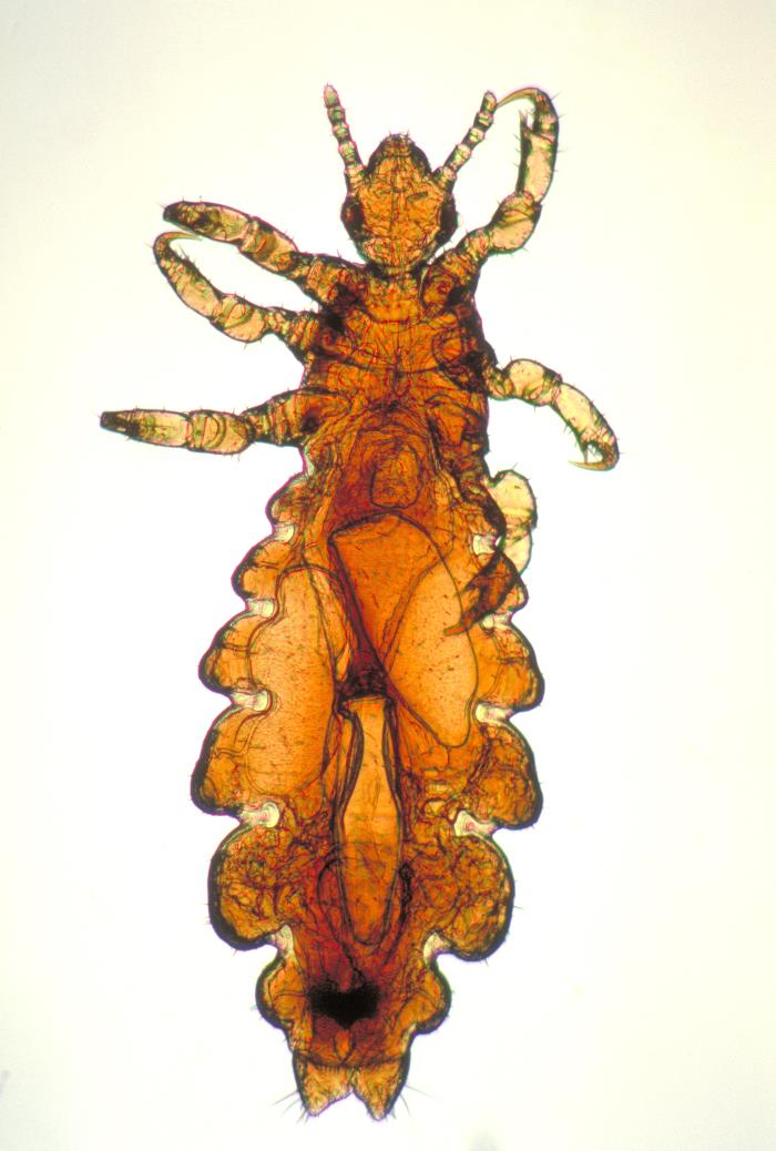 This image depicts a dorsal view of a female head louse, Pediculus humanus var. capitis. Lice are parasitic insects that can be found on people's heads, and bodies, including the pubic area. Human lice survive by feeding on human blood. Lice found on each area of the body are different from each other. The three types of lice that live on humans are: Pediculus humanus var. capitis (head louse), Pediculus humanus var. corporis (body louse, clothes louse) and Pthirus pubis ("crab" louse, pubic louse). Only the body louse is known to spread disease. Lice infestations (pediculosis and pthiriasis) are spread most commonly by close person-to-person contact. Dogs, cats, and other pets do not play a role in the transmission of human lice. Lice move by crawling; they cannot hop or fly. Both over-the-counter and prescription medications are available for treatment of lice infestations. Adapted from CDC