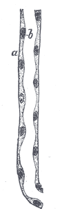 Longitudinal section of descending limb of Henle’s loop. a. Membrana propria. b. Epithelium.