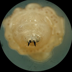 Anterior end of a larva of a bot fly in the genus, Cuterebra. Adapted from CDC
