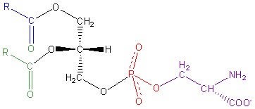 File:Phosphatidyl-Serine.png