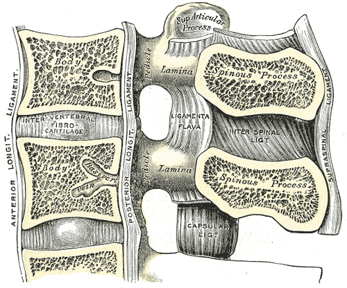 Median sagittal section of two lumbar vertebræ and their ligaments.