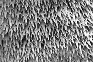 Detail of cuticular spines of the anterior body part. Adapted from CDC