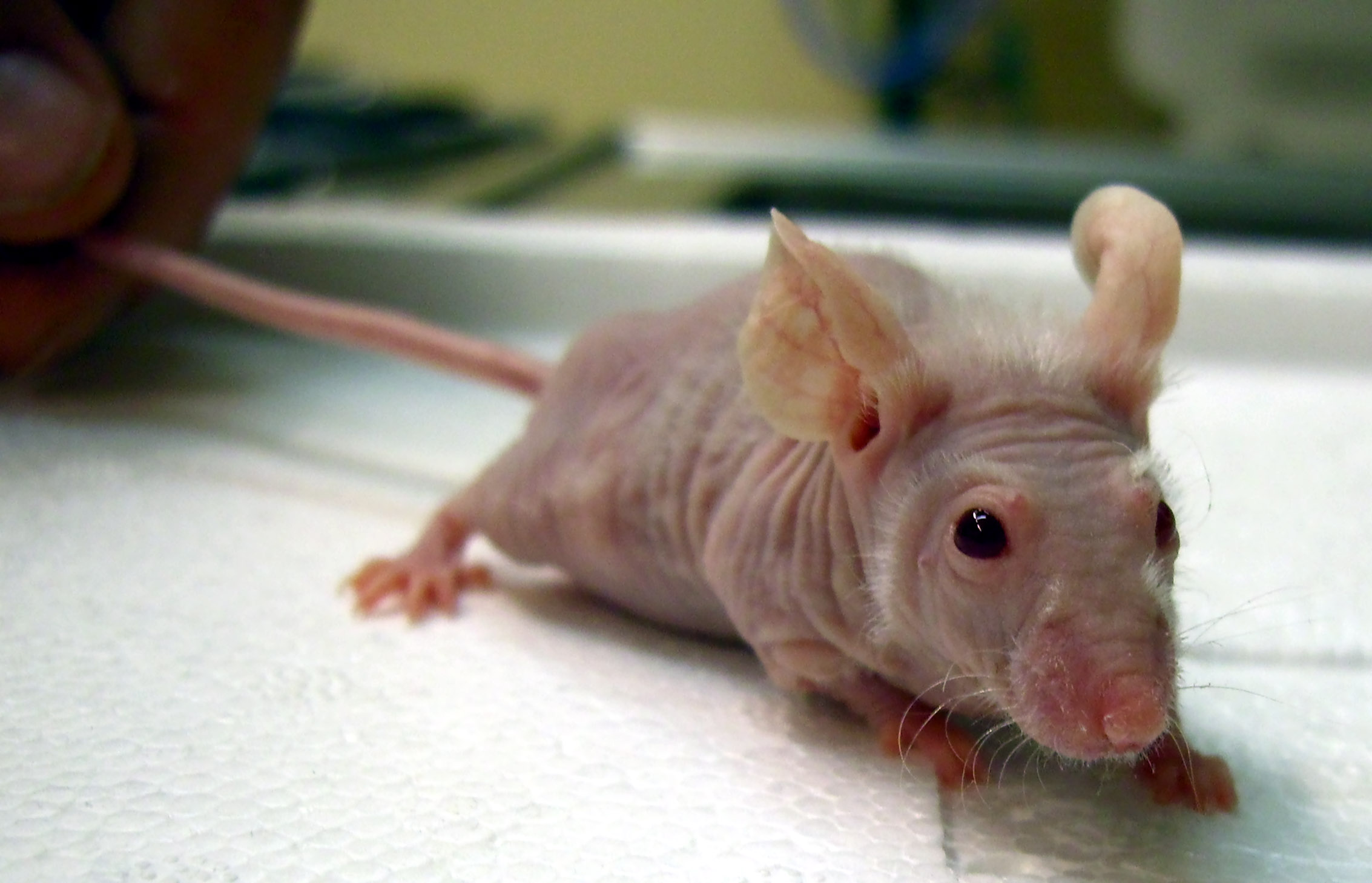 Nude mouse - wikidoc