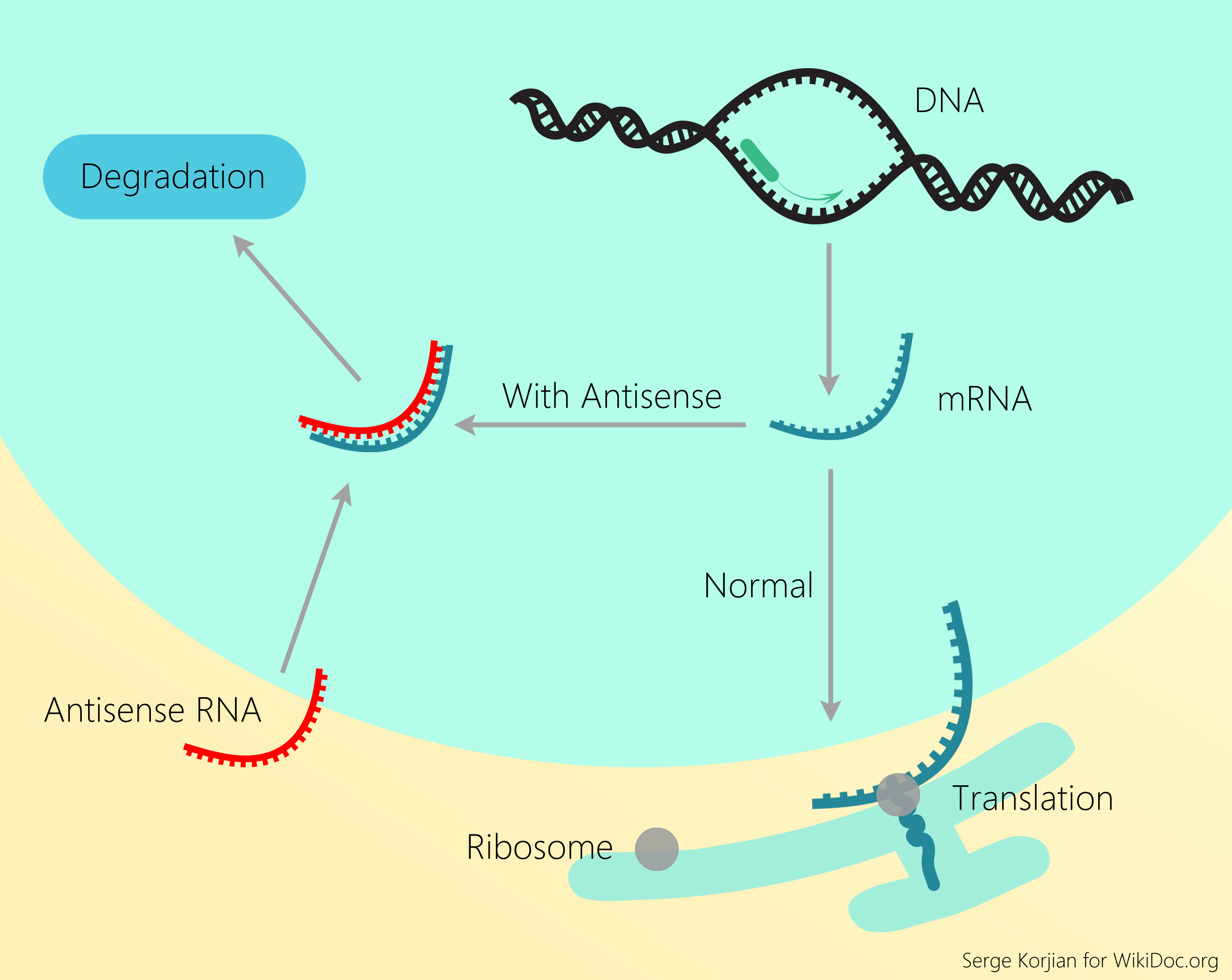 File:Antisense RNA (1).jpg