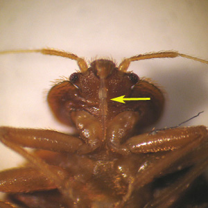 Higher magnification of the specimen in Figure 4, showing a close-up of the typical hemipteran piercing-sucking mouthparts (arrow). Adapted from CDC