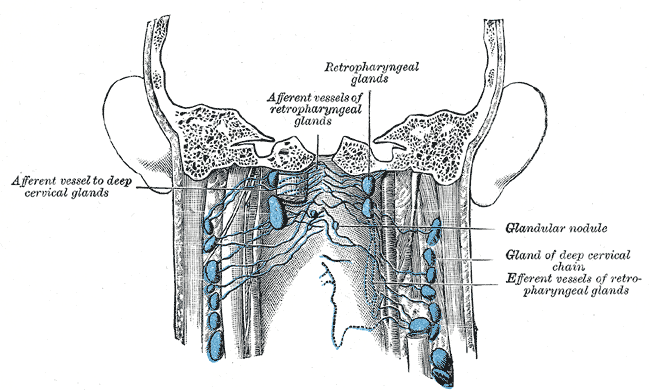 Cervical lymph nodes - wikidoc
