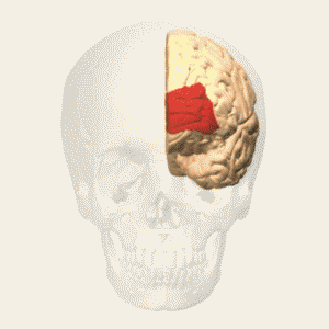 Prefrontal cortex - wikidoc