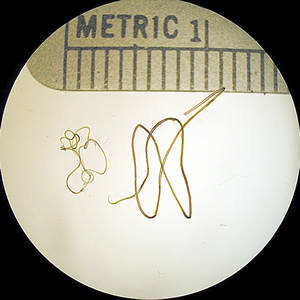 Adults of W. bancrofti. The male worm is on the left; the female is on the right. Adapted from CDC