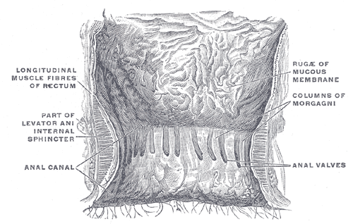 The interior of the anal cami and lower part of the rectum.