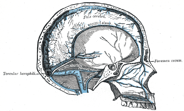 Sagittal section of the skull, showing the sinuses of the dura.