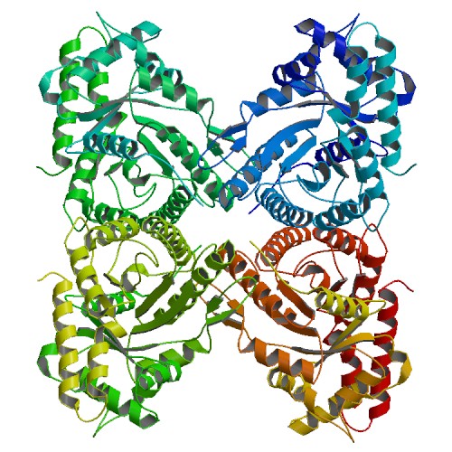 File:PBB Protein ALDOC image.jpg