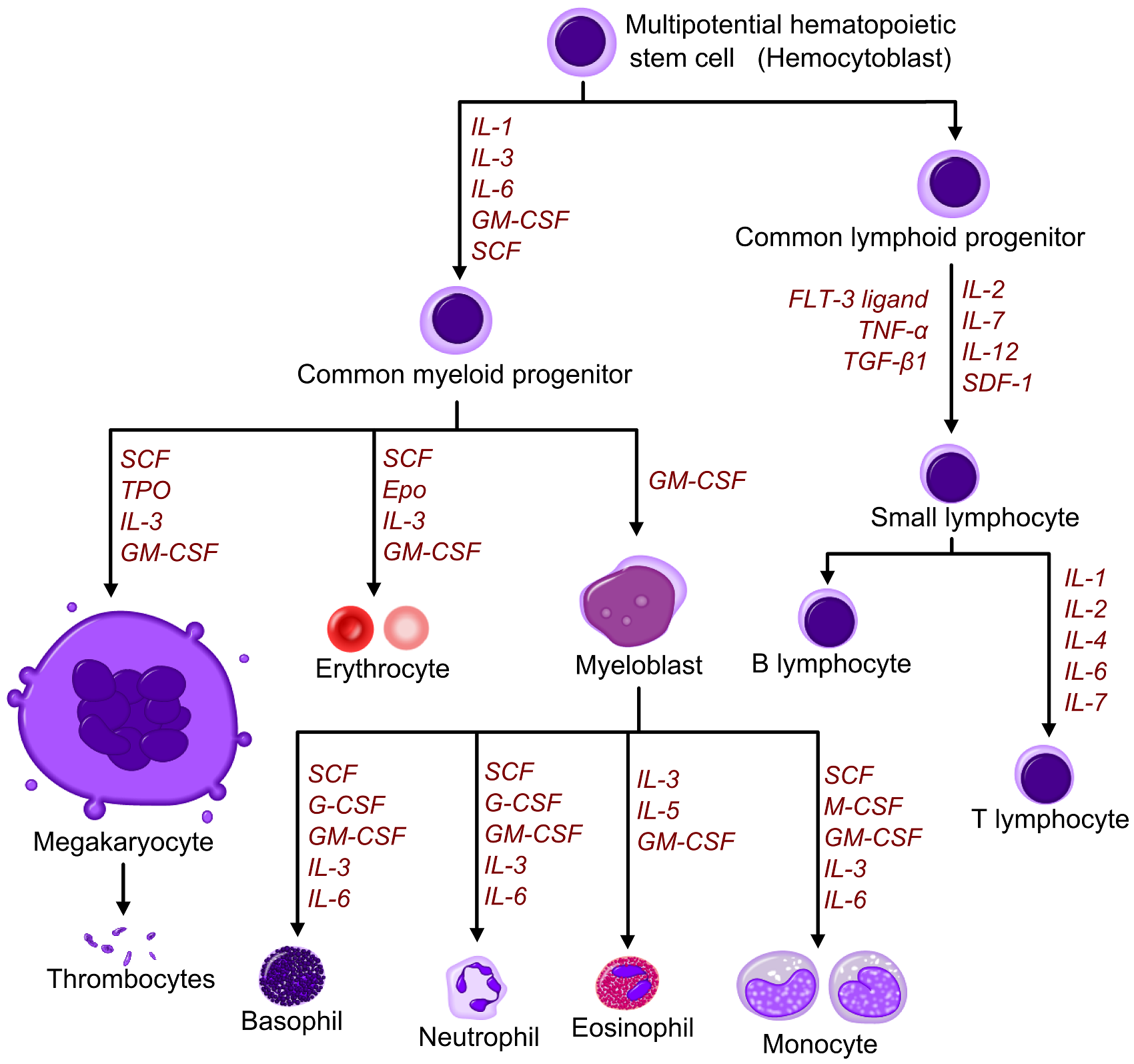Hematopoietic growth factors in leukocytosis Courtesy of Wikipedia