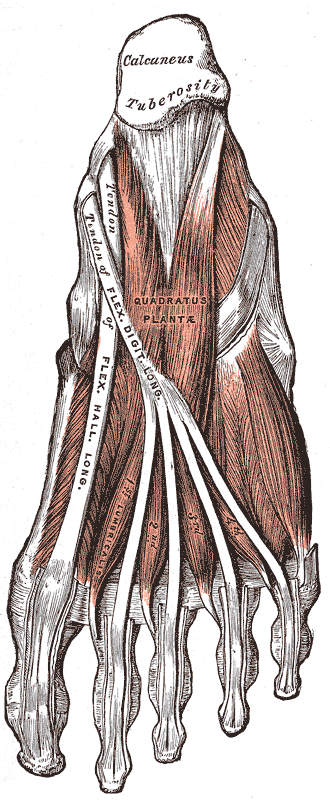 Muscles of the sole of the foot. Second layer.