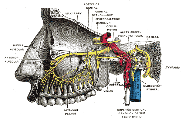 Alveolar branches of superior maxillary nerve and sphenopalatine ganglion.