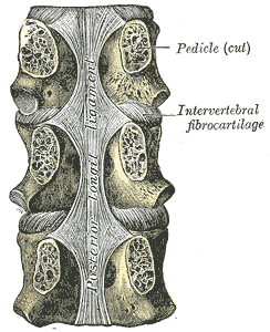 Posterior longitudinal ligament, in the thoracic region.