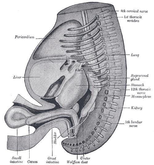 Reconstruction of a human embryo of 17 mm.