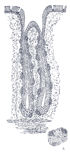 A fundus gland. A. Transverse section of gland.
