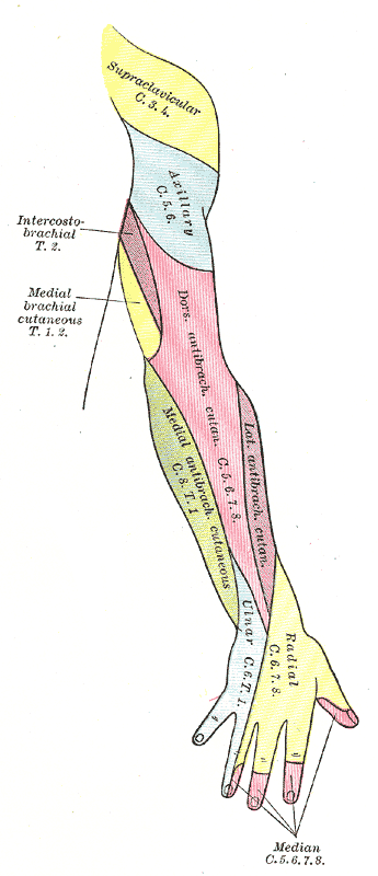 Posterior view.