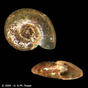 Snail in the genus Segmentina, an intermediate host for F. buski. Image courtesy of Conchology, Inc, Mactan Island, Philippines. Adapted from CDC
