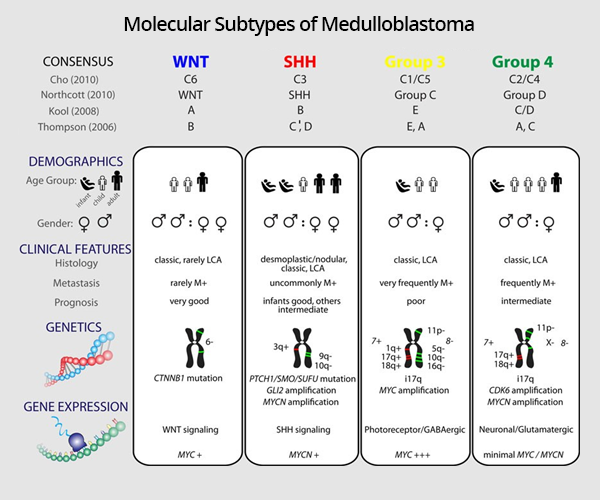 File:Molecular subtypes of medulloblastoma.png