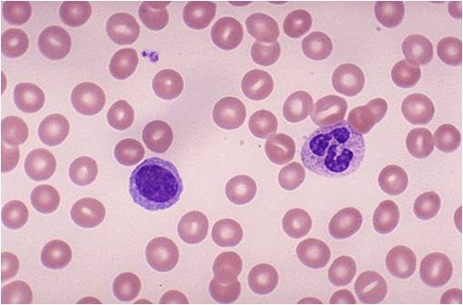 Neutrophil granulocyte and lymphocyte