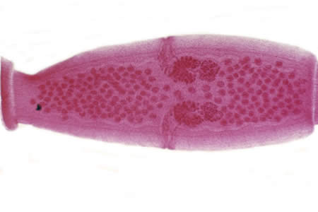 D. caninum proglottid. The genital pores are clearly visible in the carmine-stained proglottid. Adapted from CDC