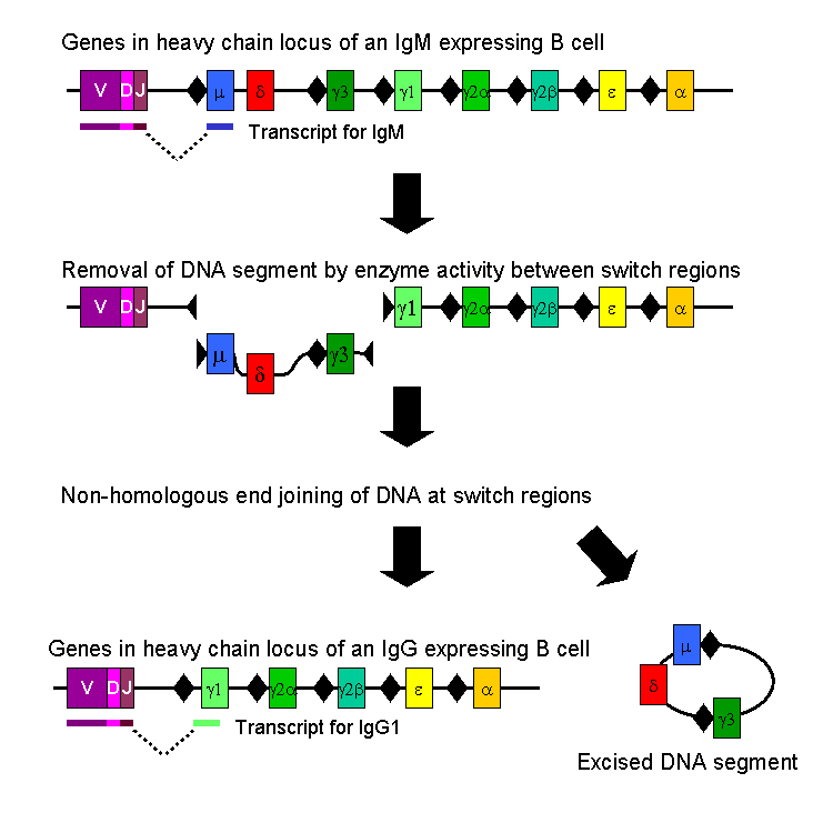 File:Class switch recombination.png