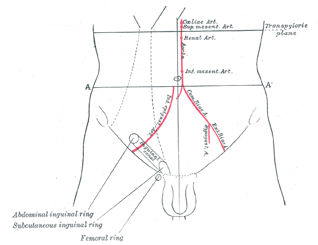 Front of abdomen, showing surface markings for arteries and inguinal canal.