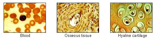 Thumbnail for version as of 20:11, 10 February 2008