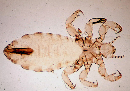 Adult of P. humanus. Adapted from CDC